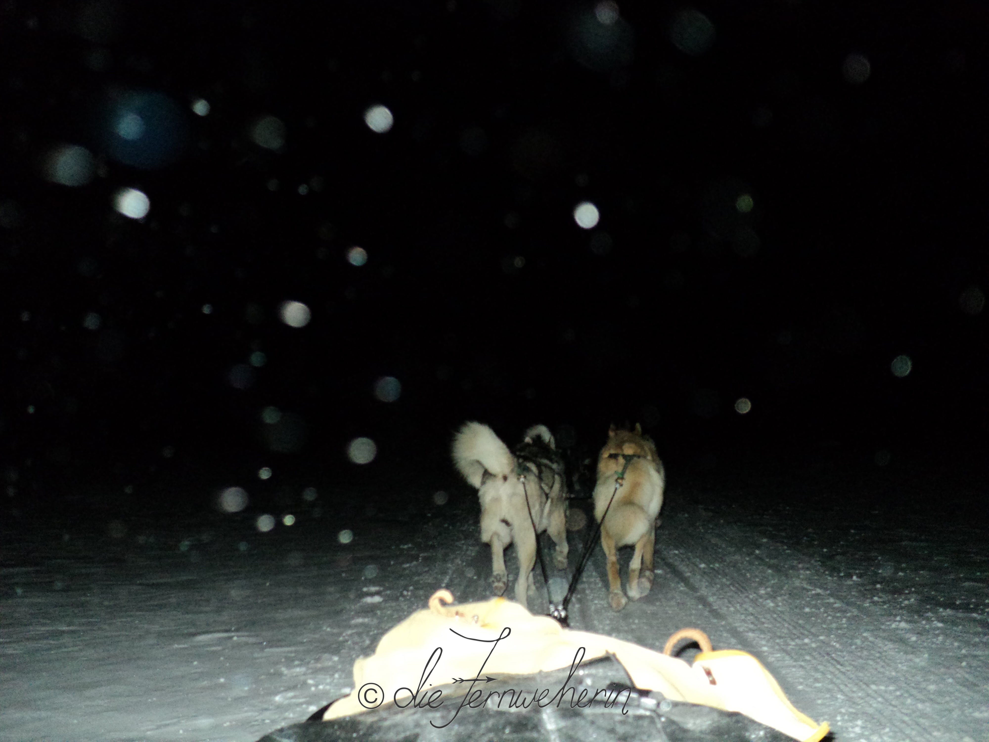 Snowflakes reflect the camera's flash while dogsledding at night.