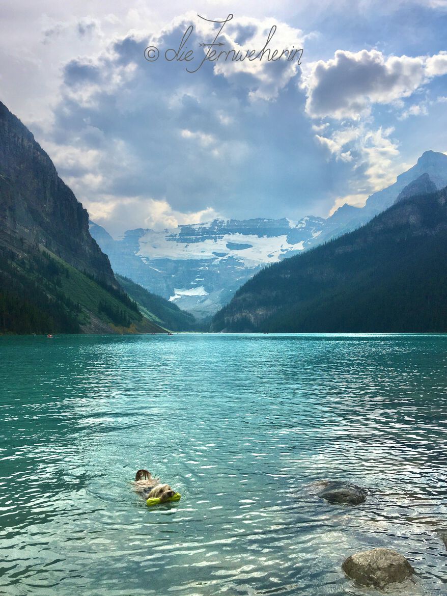 A dog swims in brilliant greenish-blue Lake Louise in Banff National Park while clouds gather overhead.