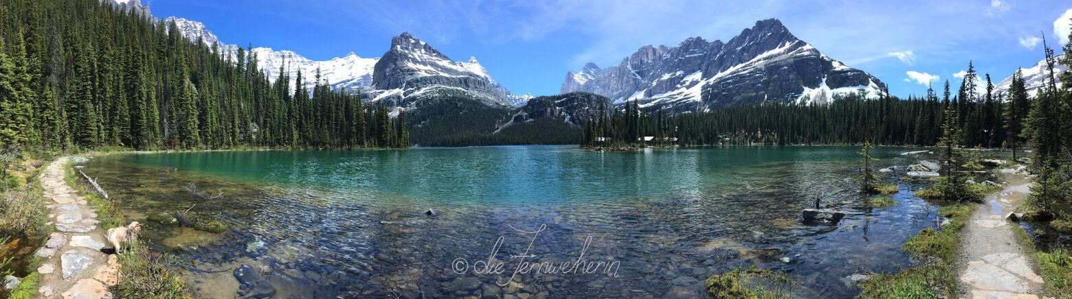 Remote (but gorgeous) Lake O'Hara in Yoho National Park, surrounded by conifers & craggy mountains.