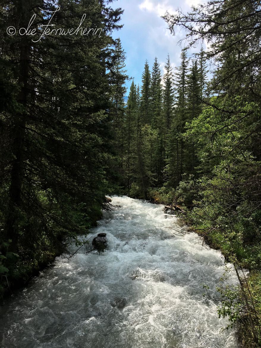 Spring in Banff National Park: Louise Creek is a rushing torrent through the forest.