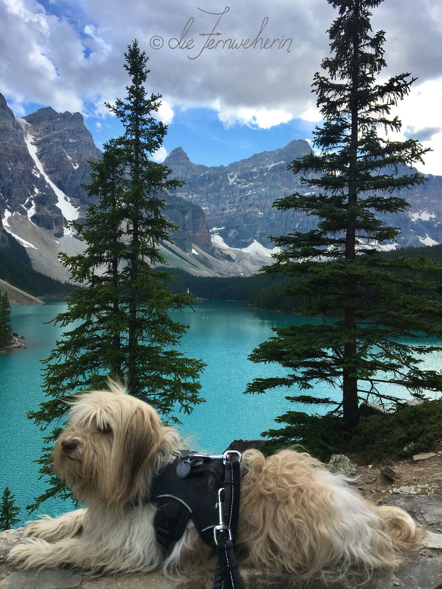 A dog posing in front of the Rockpile Viewpoint at Moraine Lake in Banff National Park.