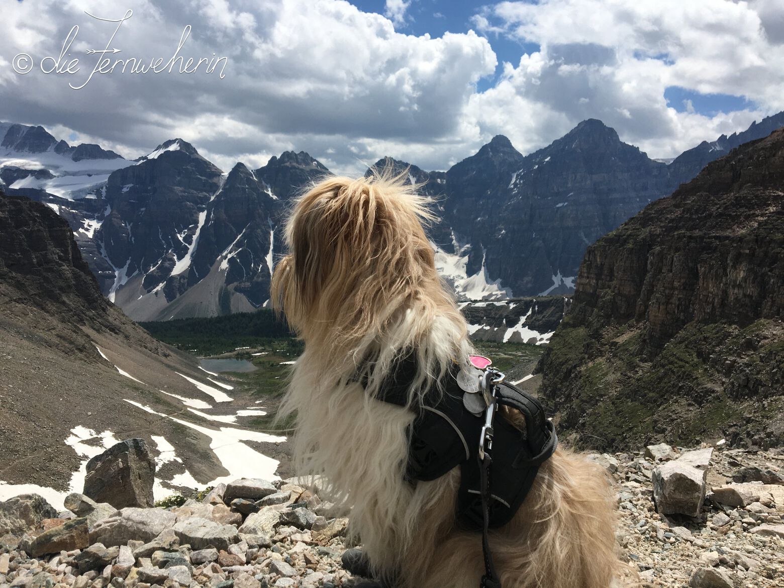 A dog sits at the top of Sentinel Pass in Banff National Park, overlooking the Valley of the Ten Peaks.