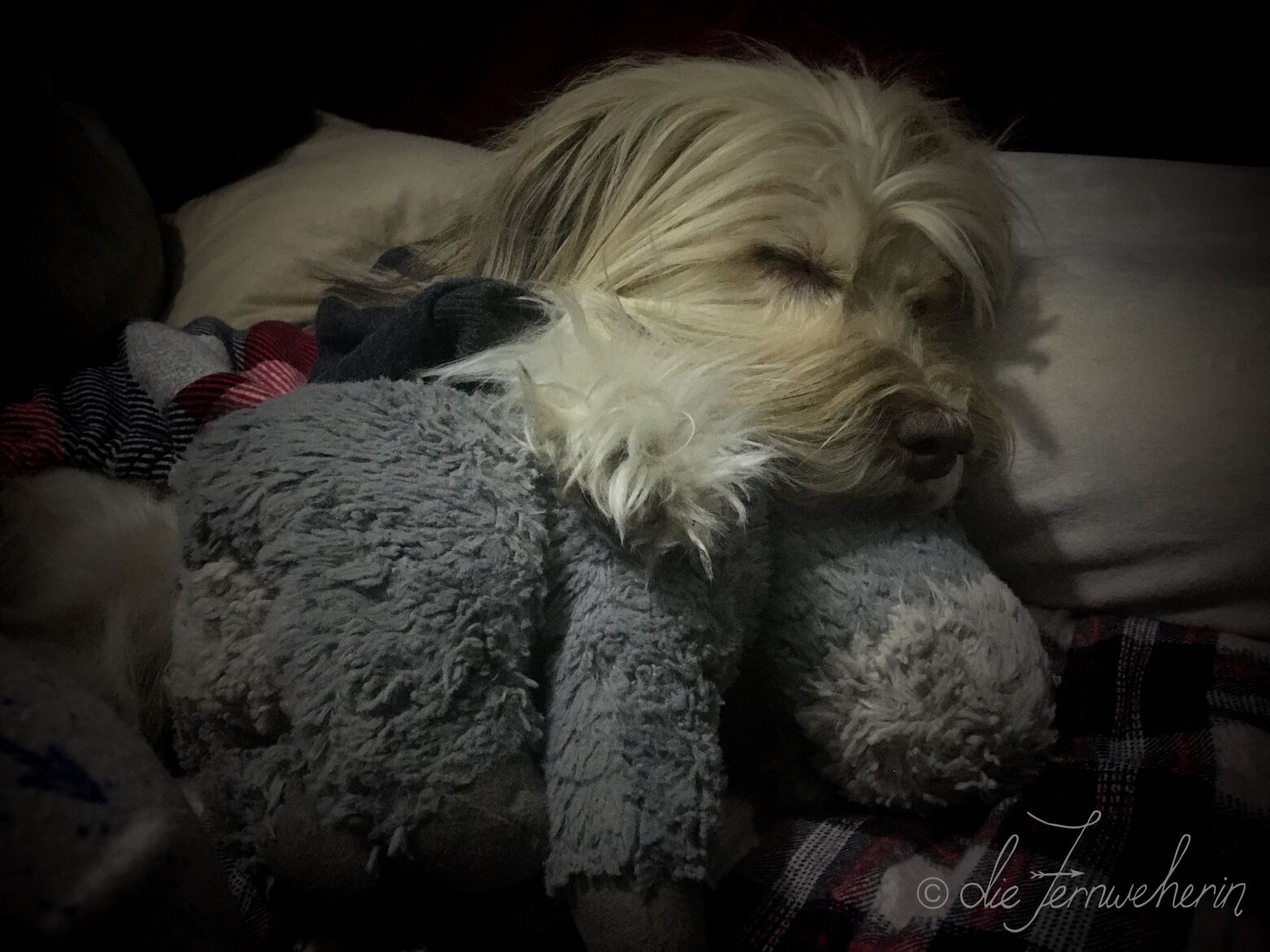 A dog wearing pyjamas sleeps while holding a stuffed animal.