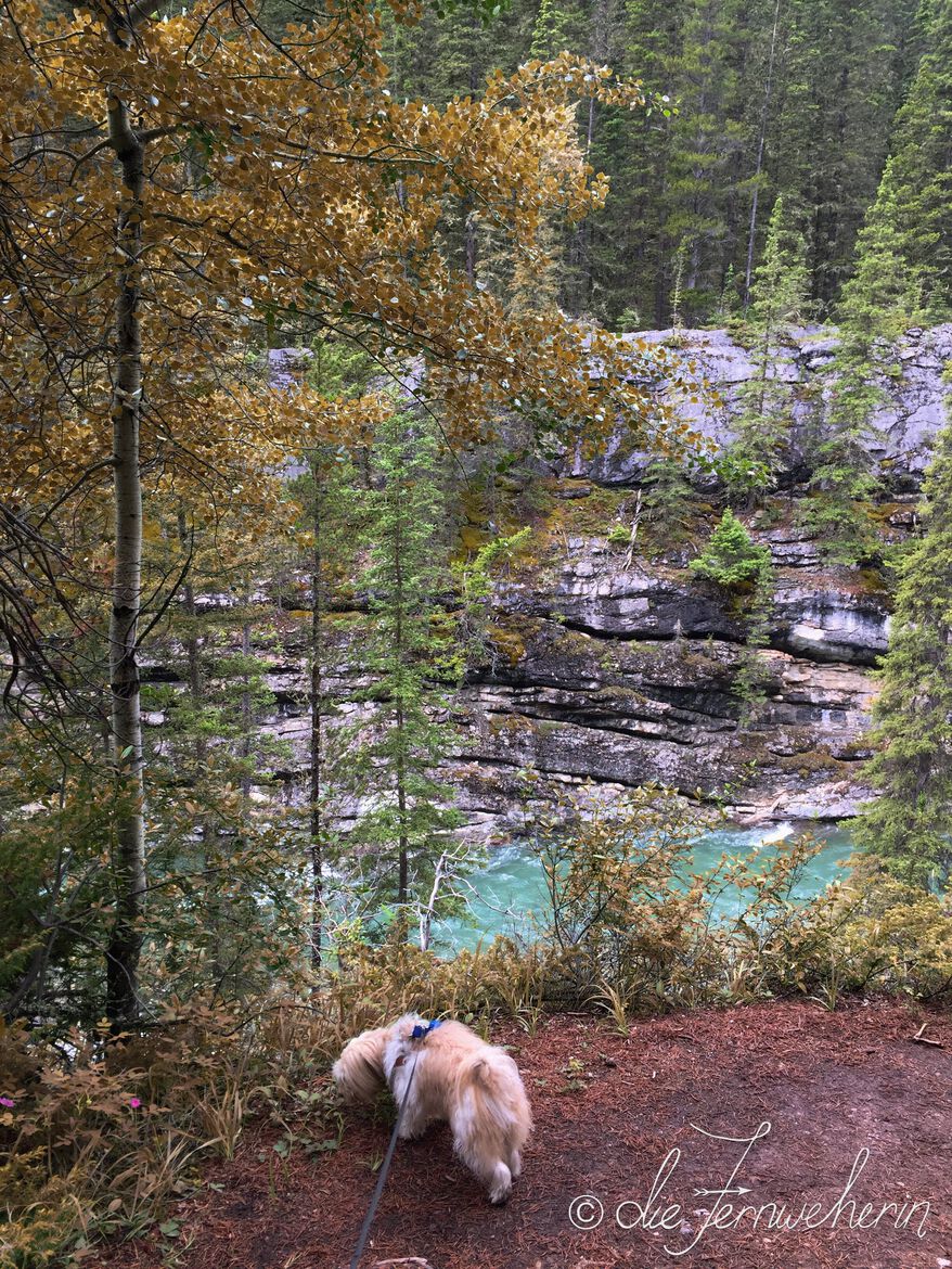 Fall in Banff National Park: the leaves on the trees in Stewart Canyon turn gold.