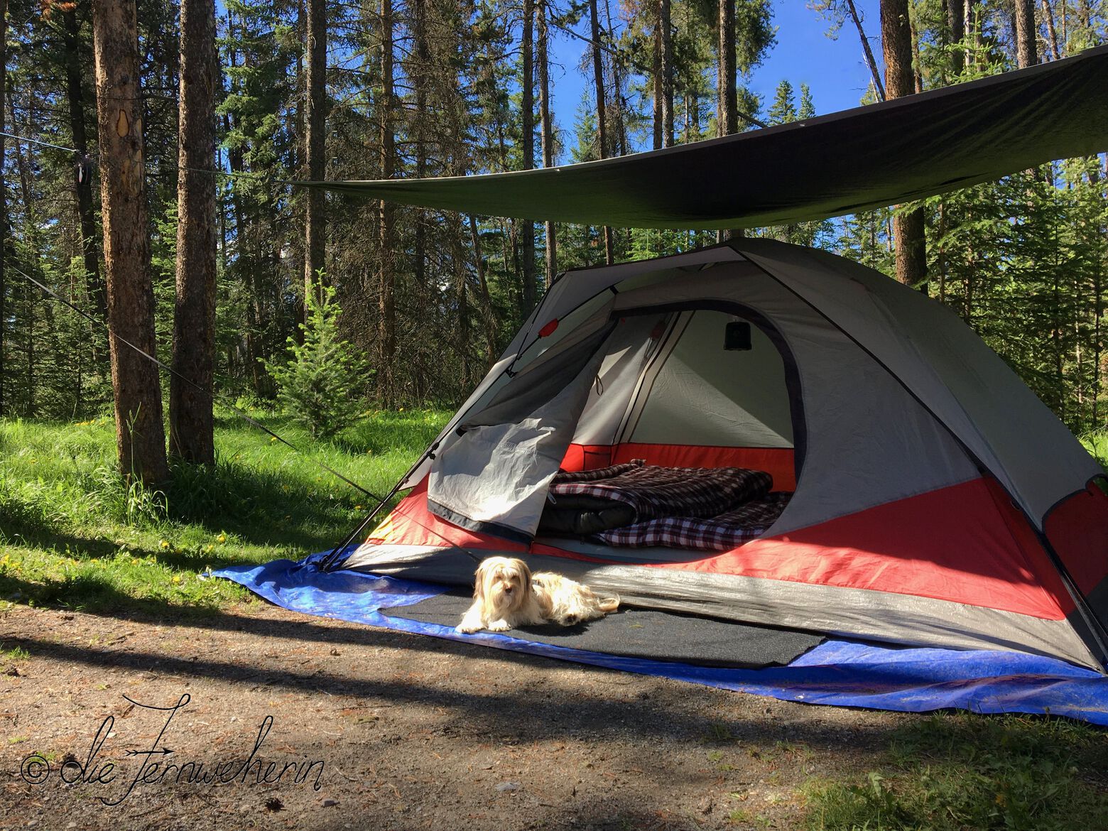 A dog basks in a sunbeam in one of Banff National Park's campgrounds.