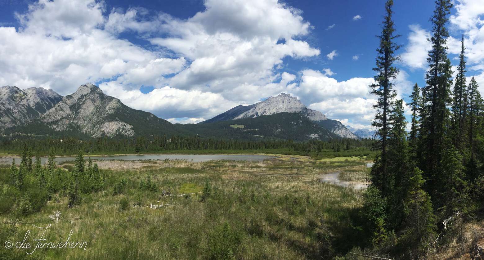 Some of the wetlands surrounding the town of Banff as seen from the Marsh Trail near Cave & Basin National Historic Site.