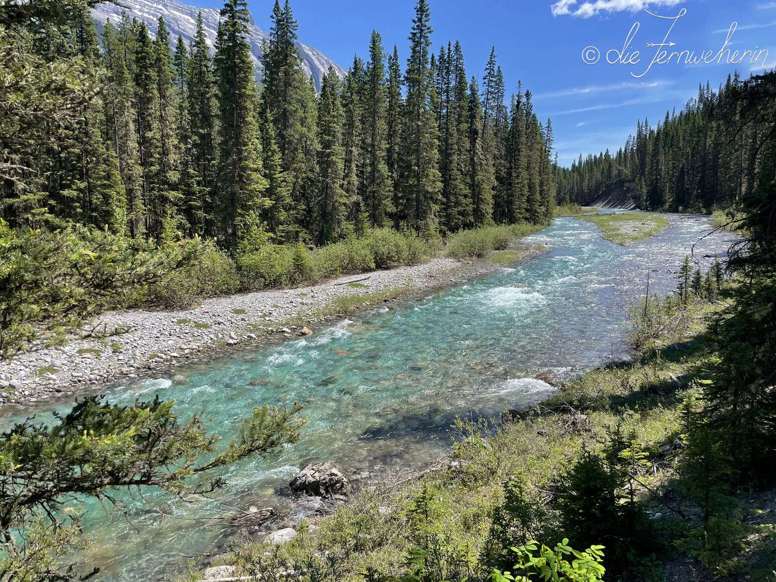 Crystal-clear Spray River as it threads through the forest on the outskirts of the town of Banff.
