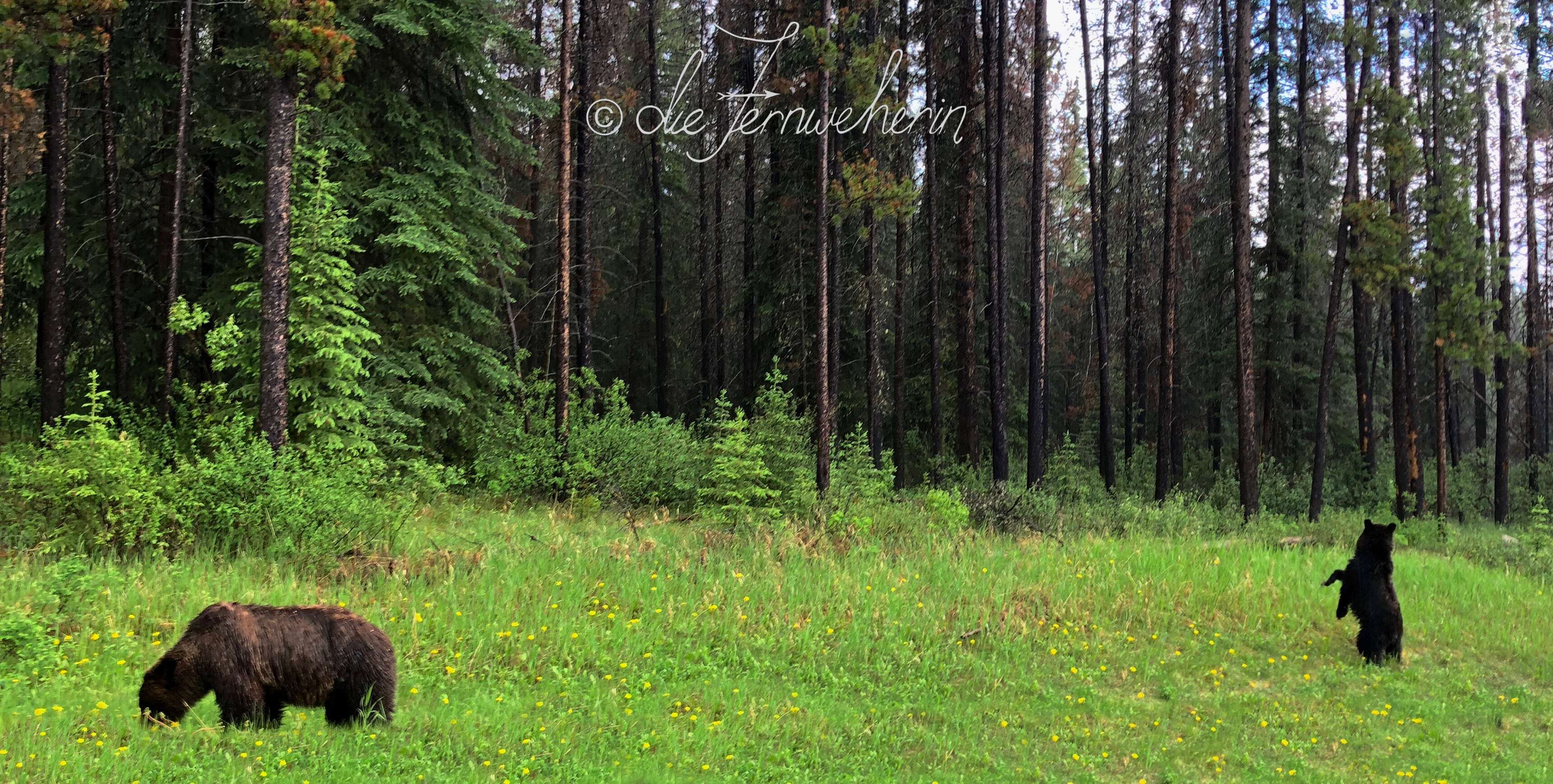 A mother bear forages for berries in the rain while her cub peers curiously into the forest.