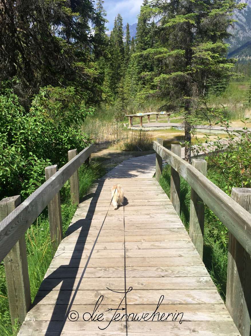 A dog walks along the boardwalk portion of the Marsh Trail at Cave & Basin National Historic Site in the town of Banff.