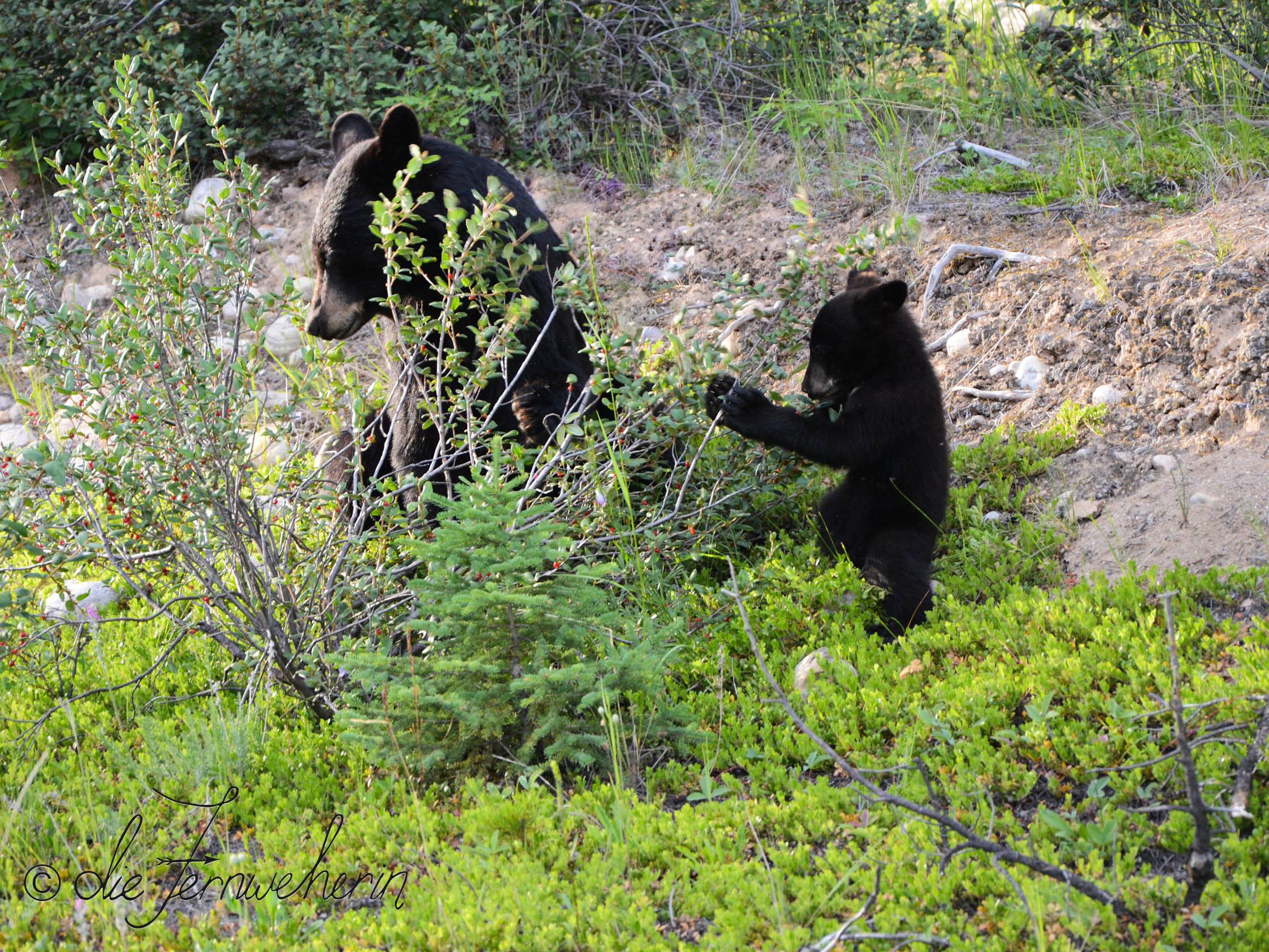 A mother bear shows her cub how to eat berries off a bush.