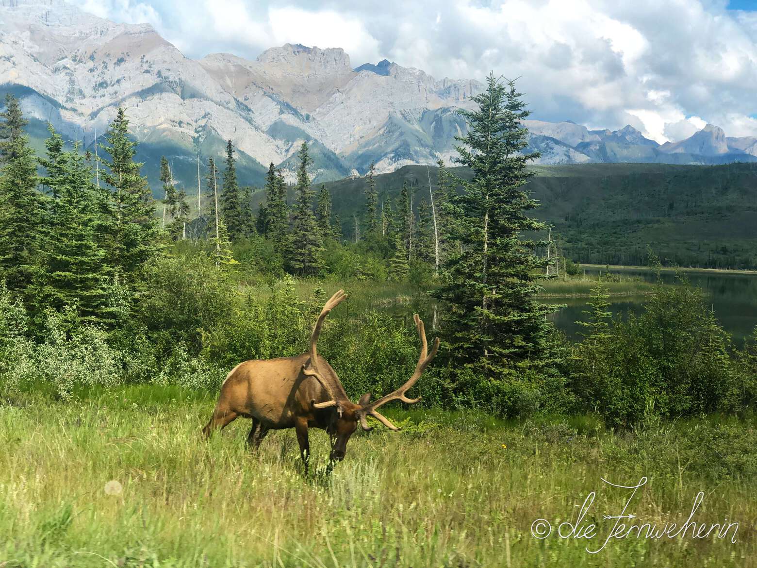A majestic bull elk grazes in front of a mountain backdrop.